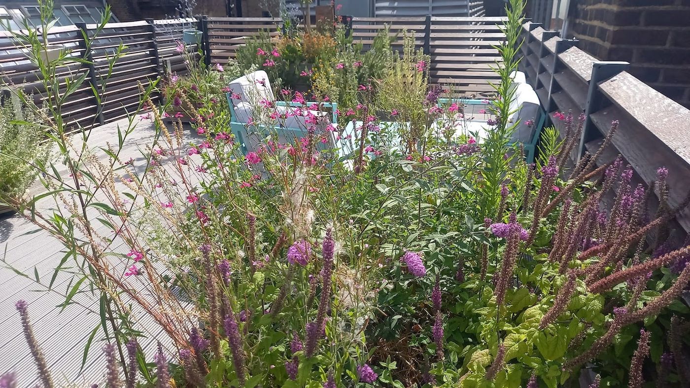 Lush rooftop planting