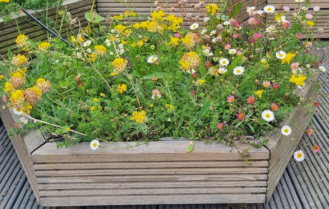 Wild flowers (Kidney vetch) and ornamentals (Meixan fleabane)