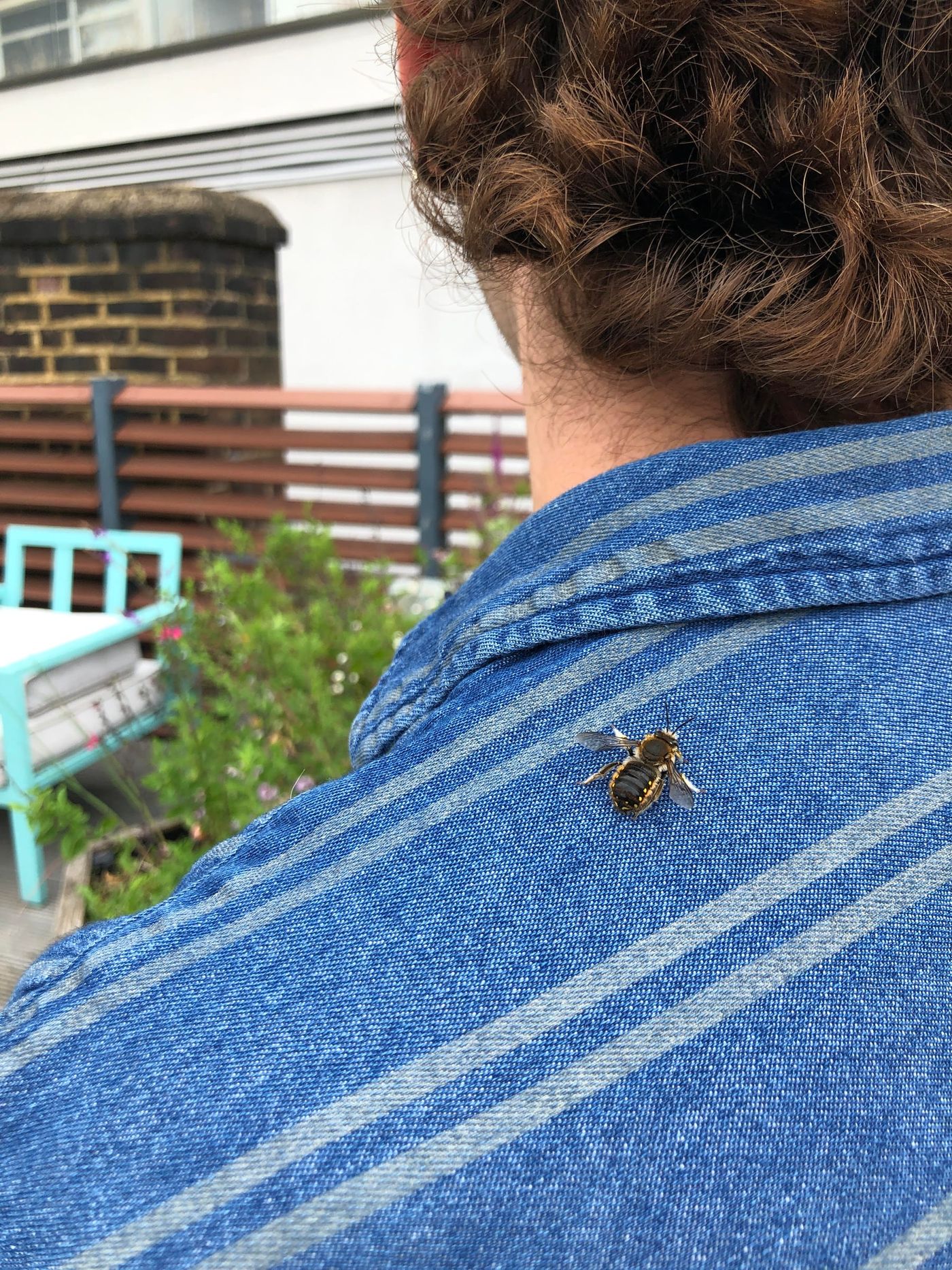 A friendly, non-stinging Wool carder bee