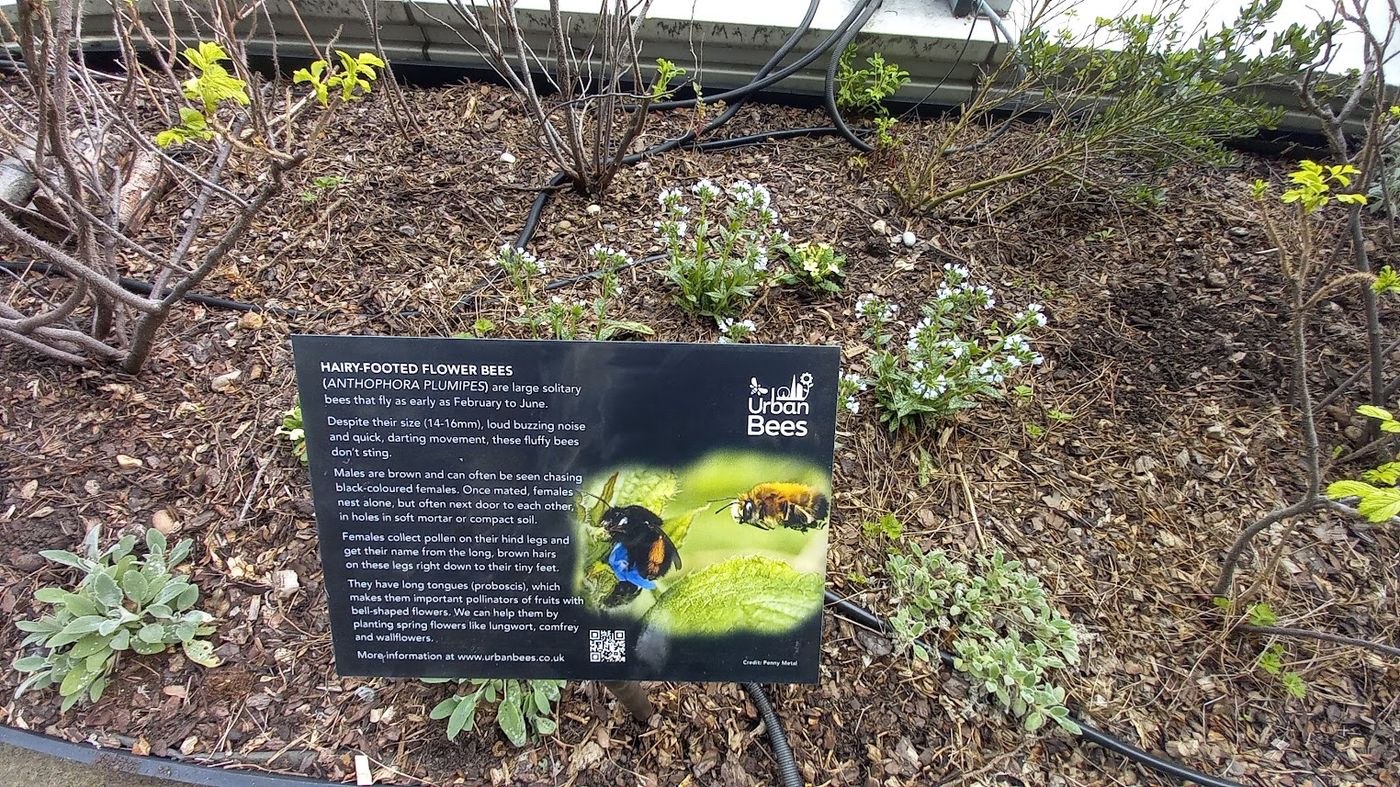 Hairy-footed flower bee sign
