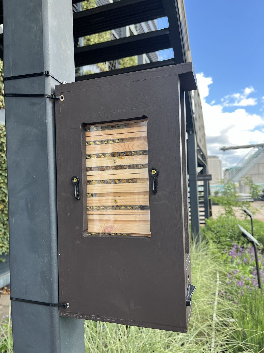 Bee observation box with panel removed to reveal Red mason bee life cycle
