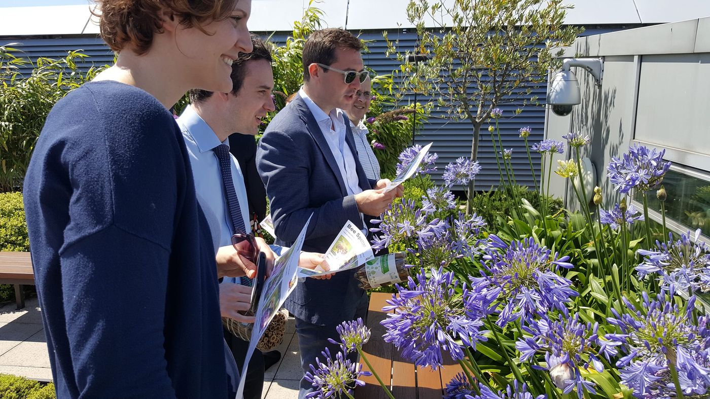 Staff on a bee safari on the office rooftop terrace