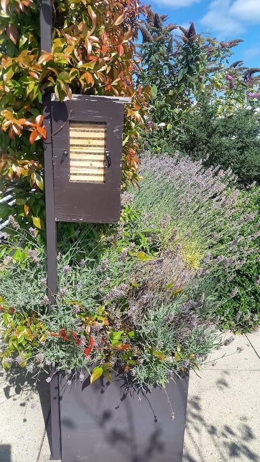 Bee observation box with panel removed