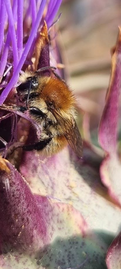 A rare Brown-banded carder bee (Bombus humilis)