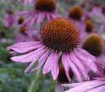 Echinacea, a bee-friendly forage plant