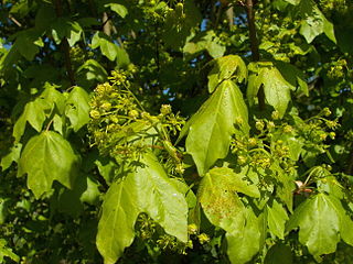 Acer camperstra